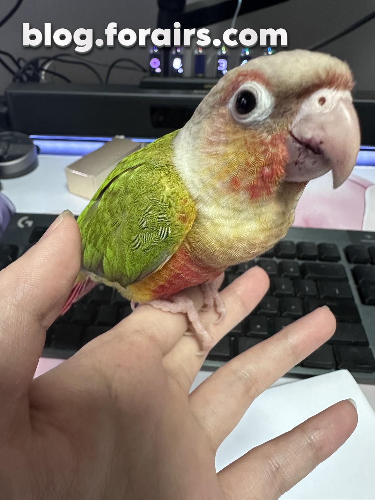 第一次上手的样子，嘴上是刚吃了蓝莓