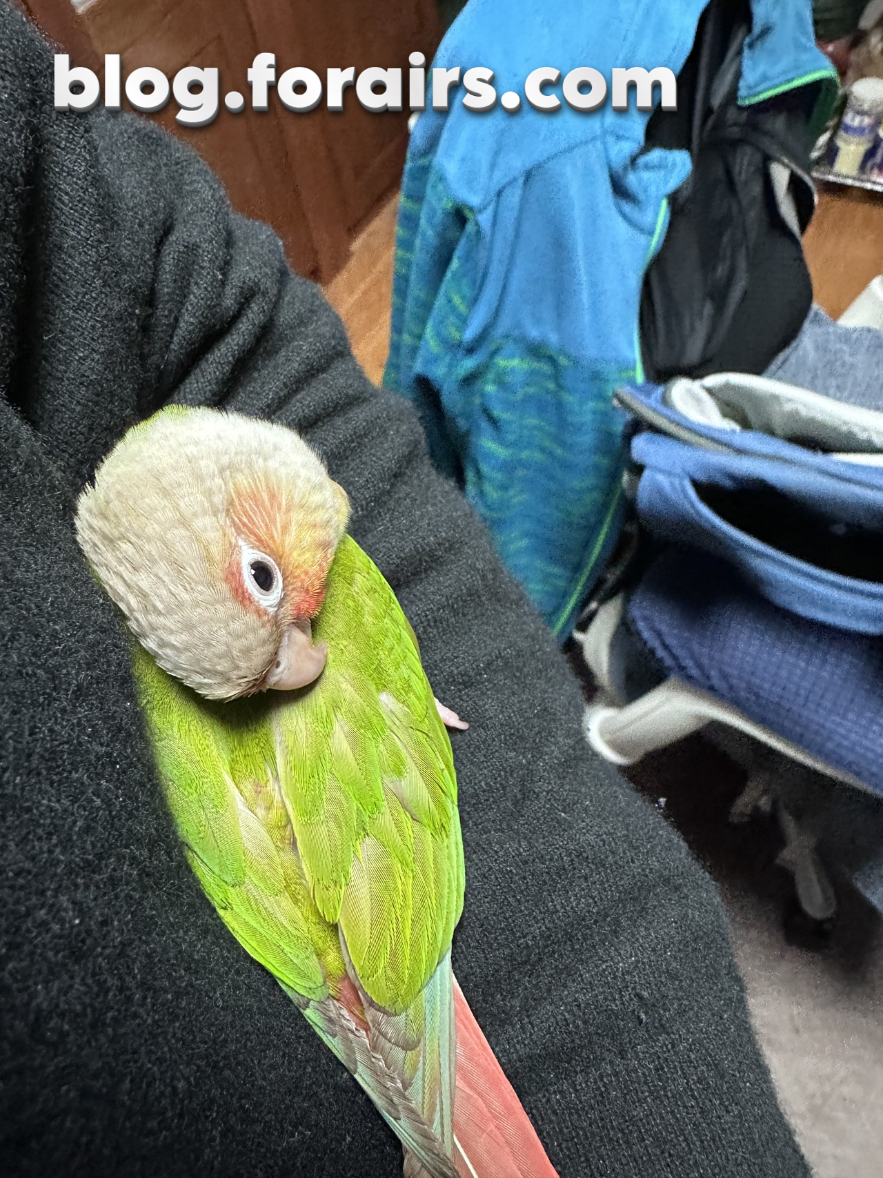 天冷时在我羊绒衫上休息