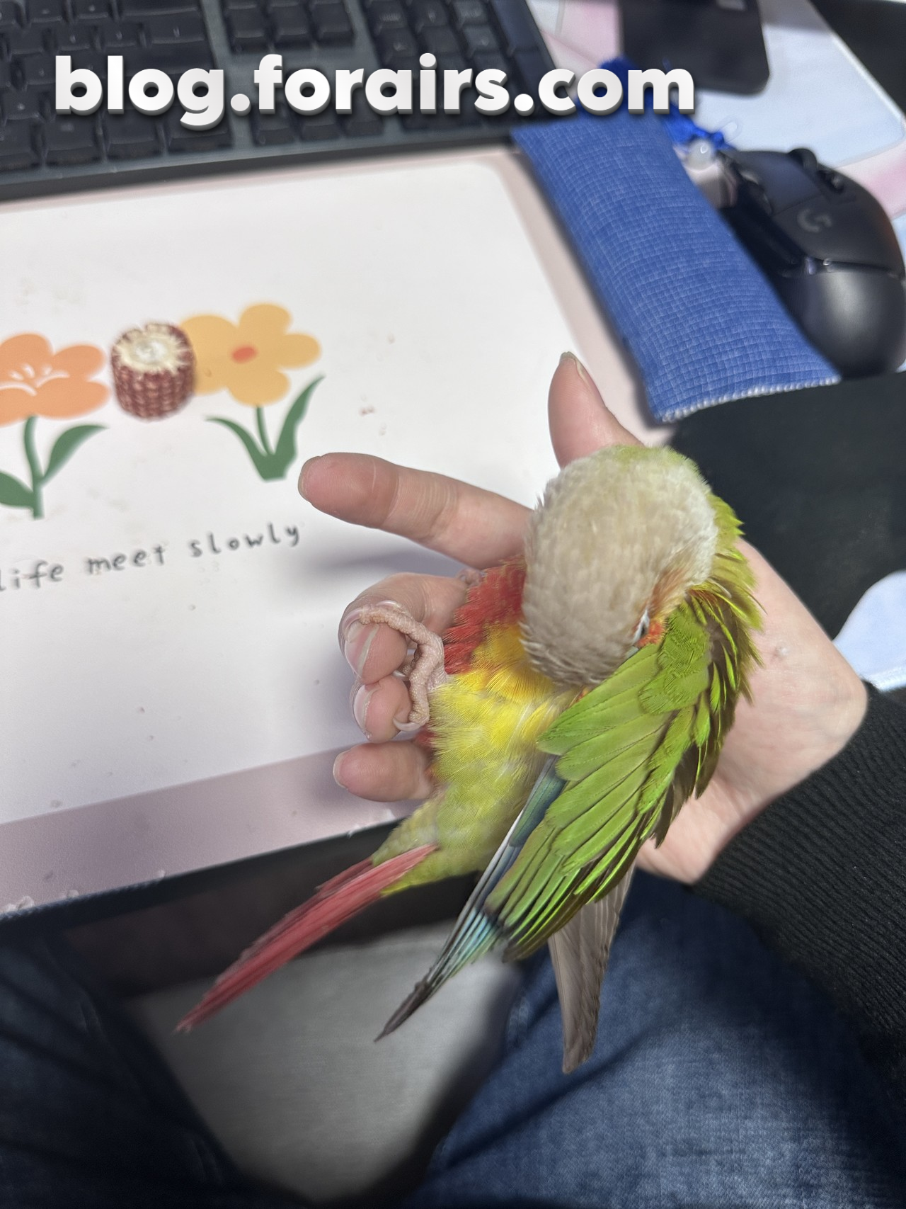 半躺在手上整理羽毛