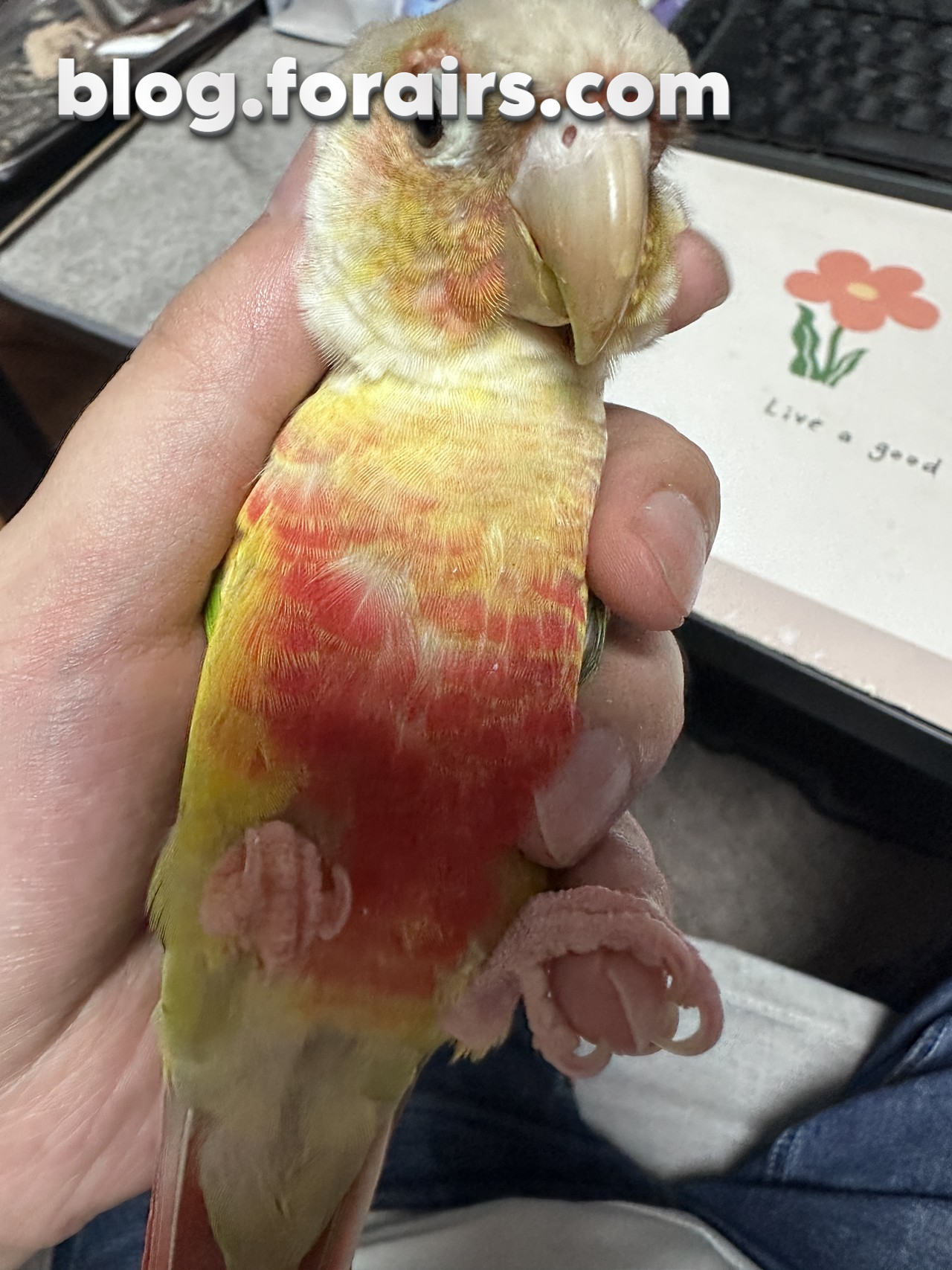 按摩大叔再用点力!