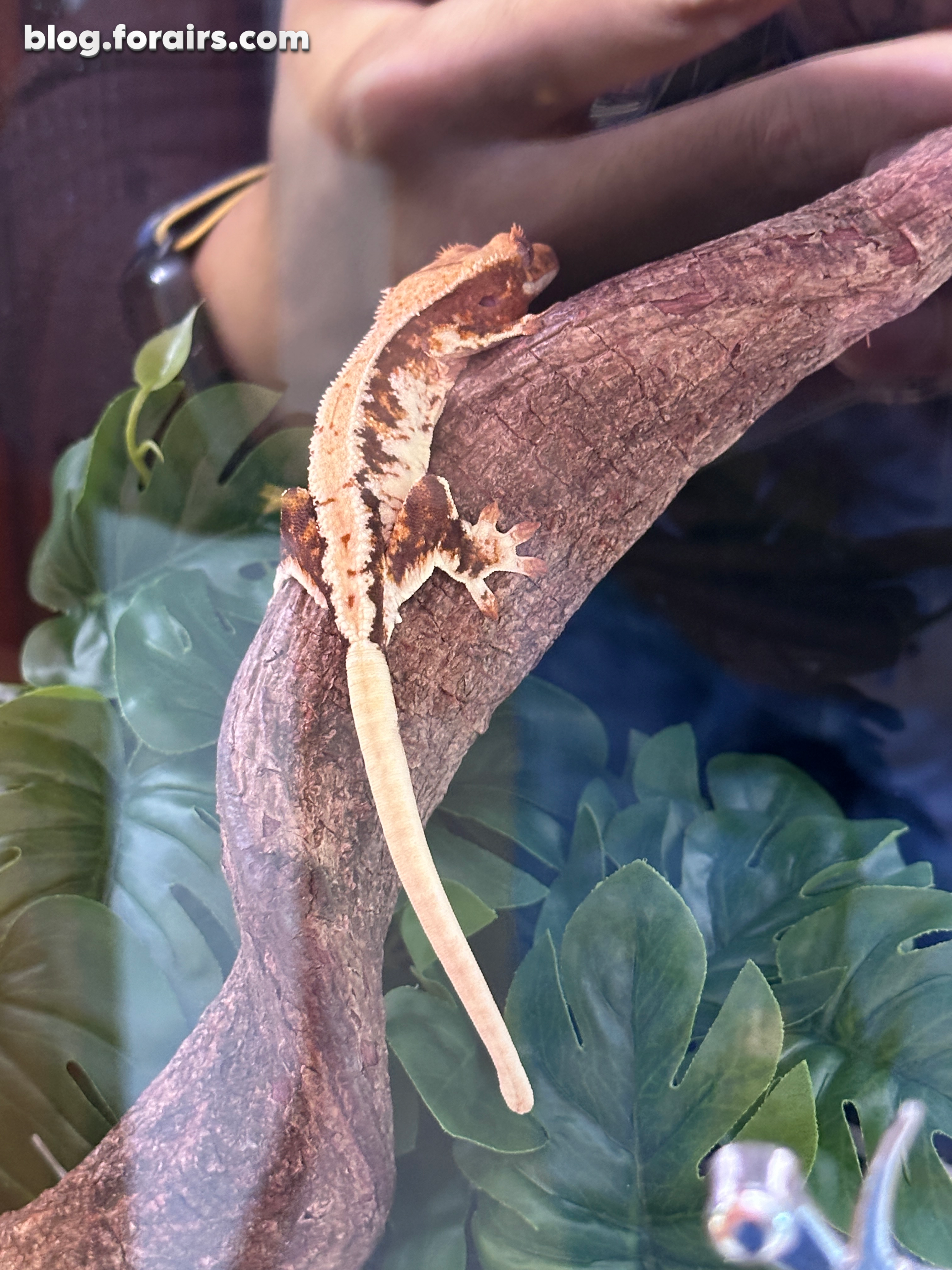 小家伙进入新家