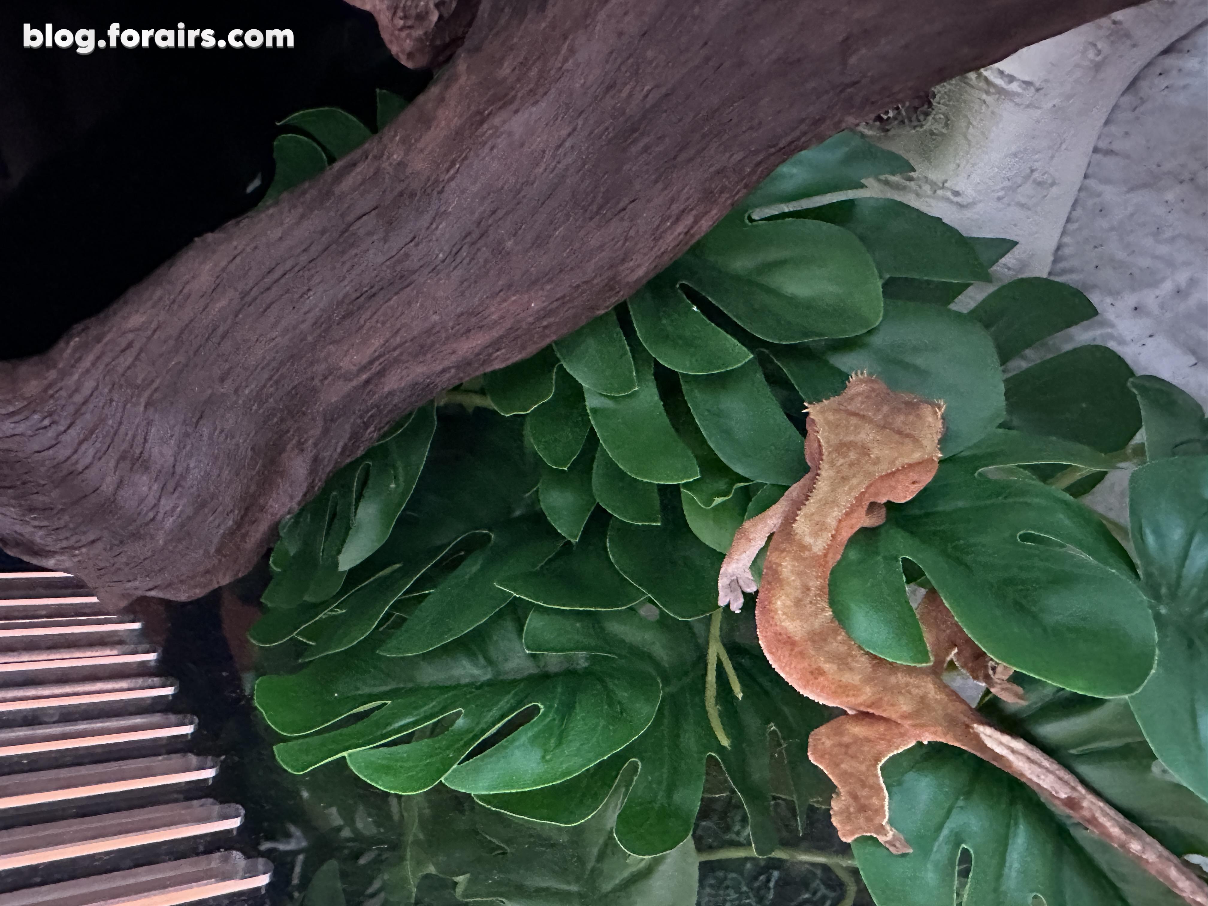 双红睫角落地入缸