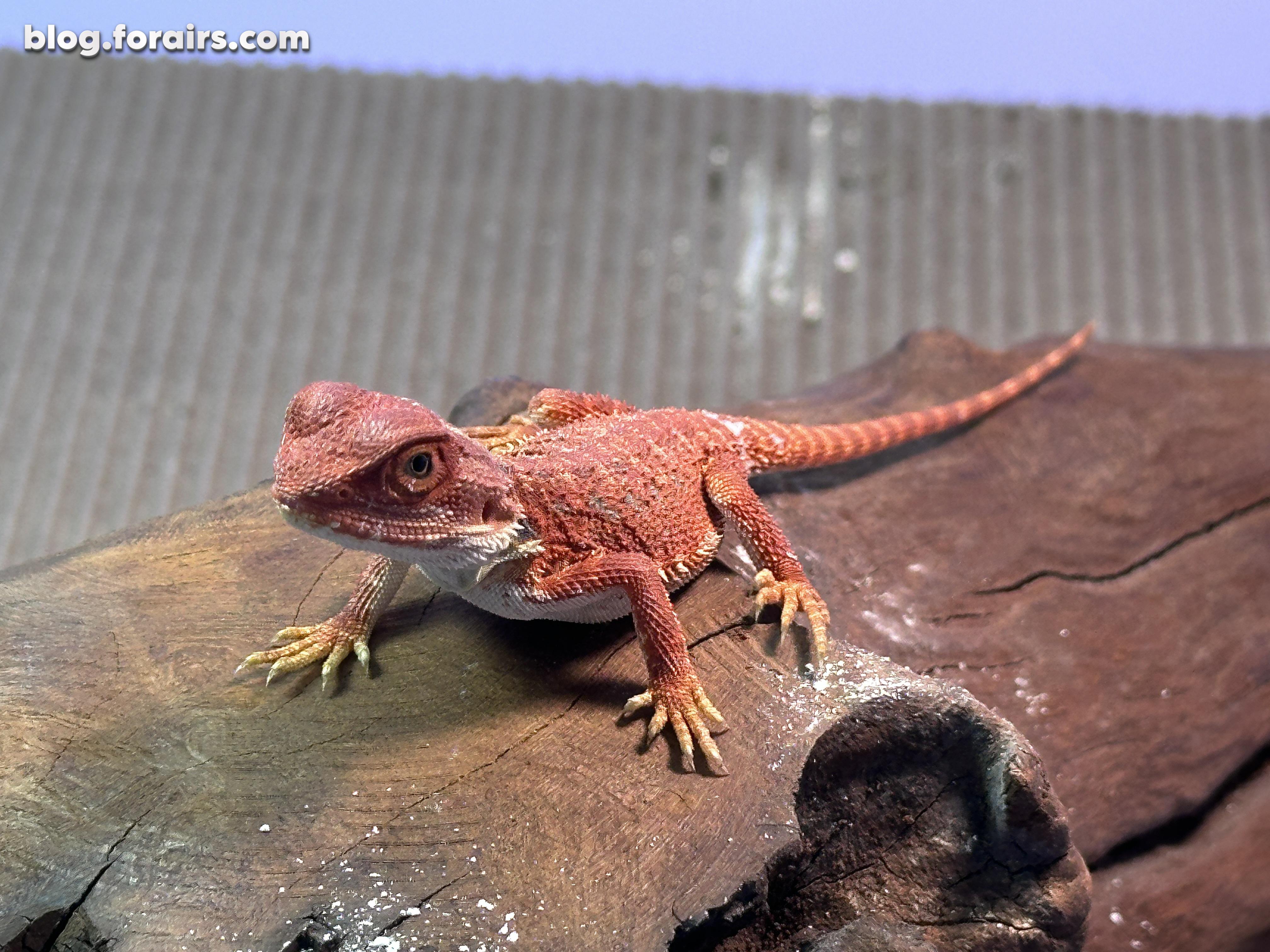 红系鬃狮蜥入箱