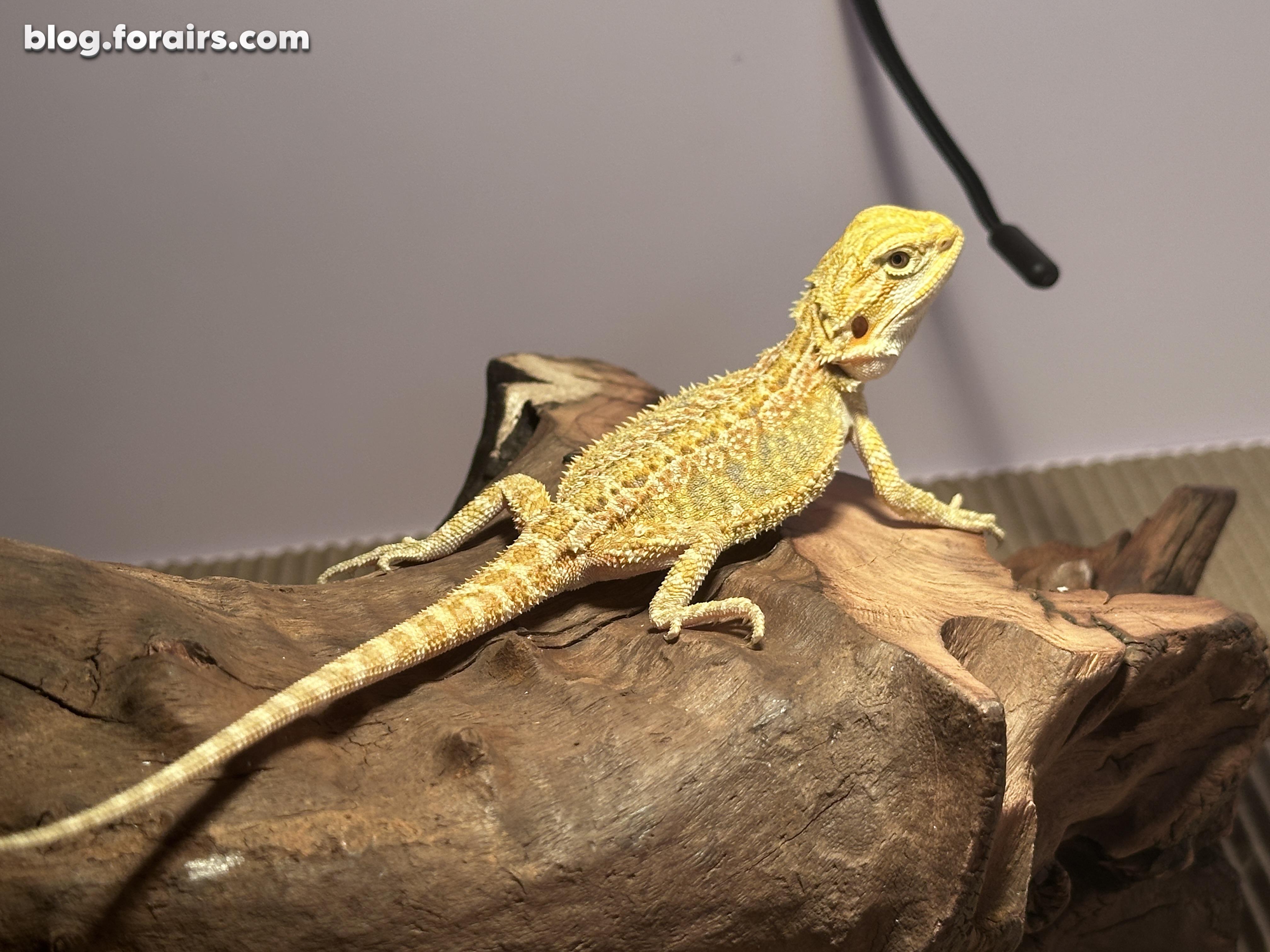 黄系鬃狮蜥入箱