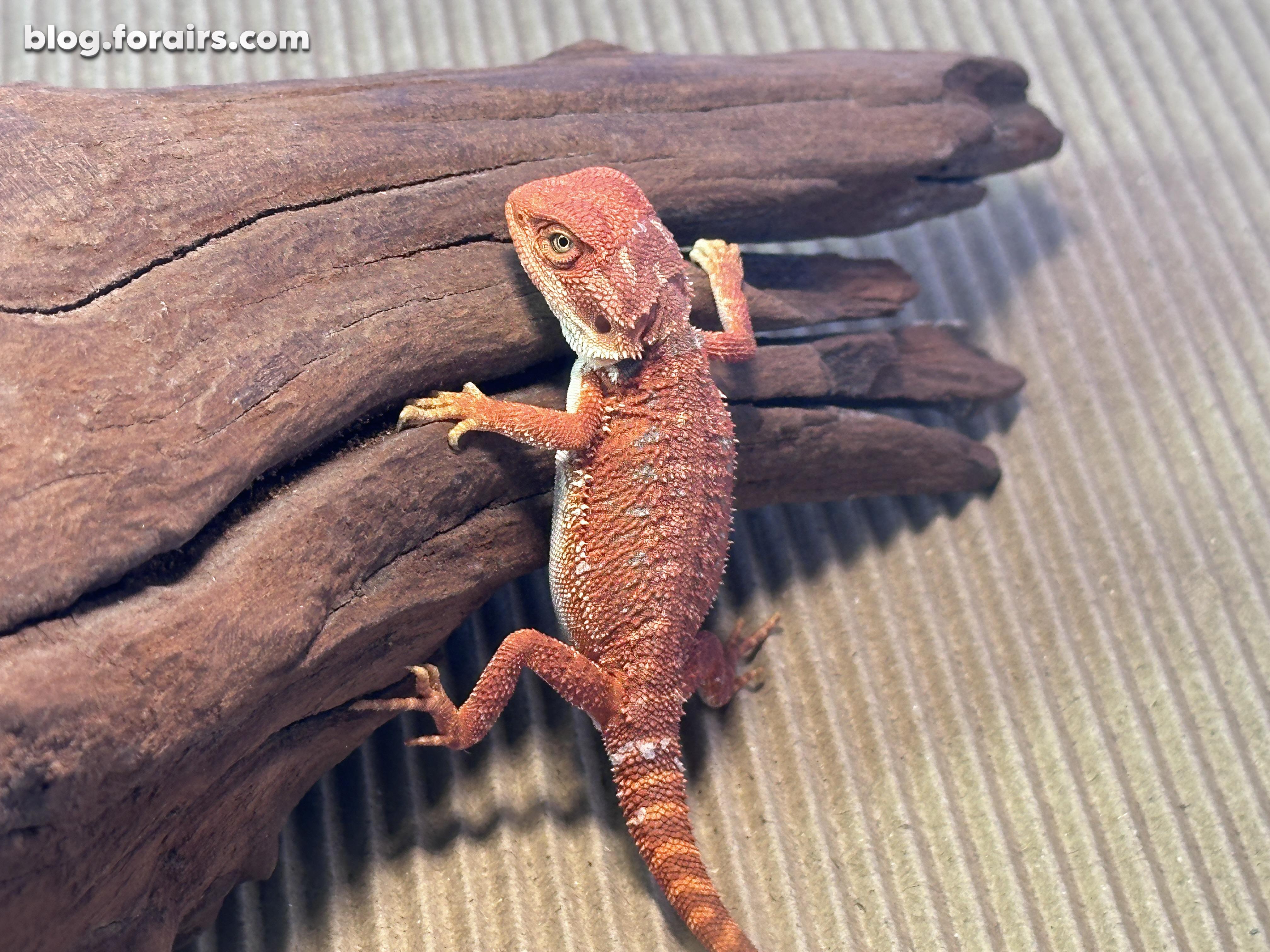 昂首挺胸晒太阳