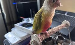 Featured image of post 介绍一下我的宠物鹦鹉(下面图多)