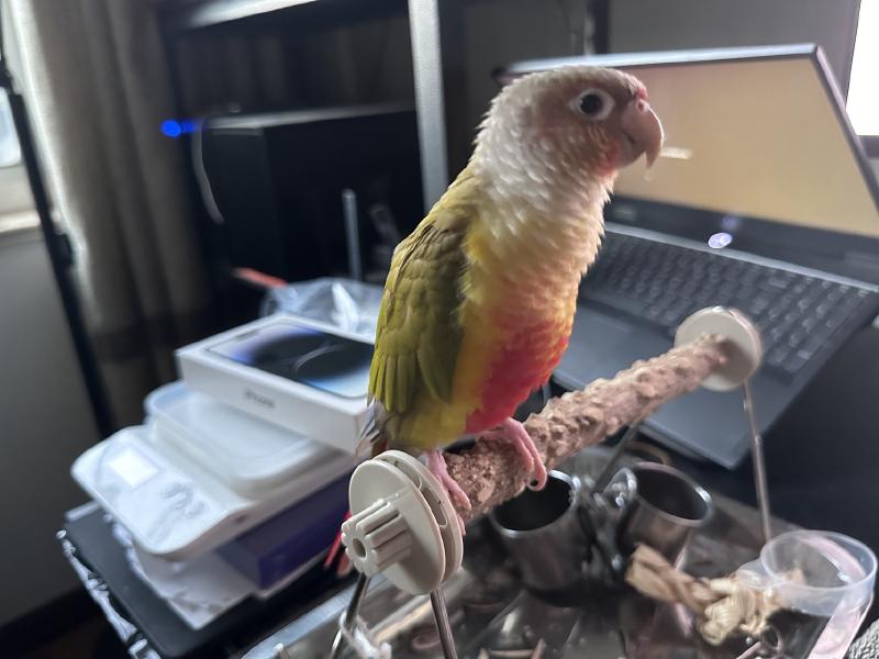 Featured image of post 介绍一下我的宠物鹦鹉(下面图多)