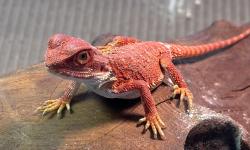 Featured image of post 再入多个新成员 - 睫角和鬃狮蜥