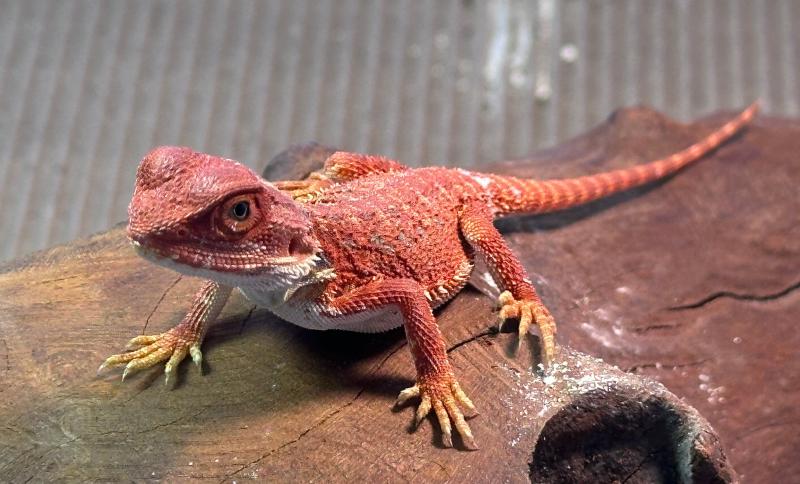 Featured image of post 再入多个新成员 - 睫角和鬃狮蜥