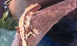 Featured image of post 家里的新成员 - 睫角守宫