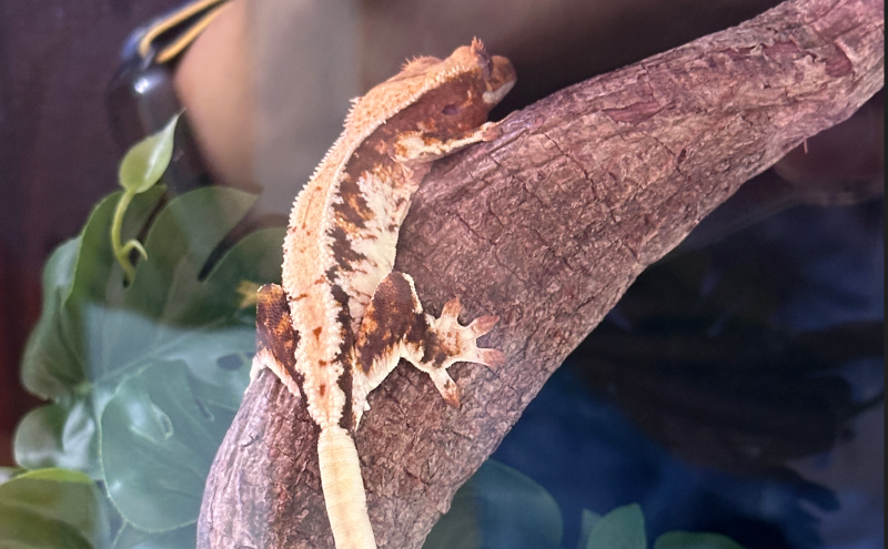 Featured image of post 家里的新成员 - 睫角守宫